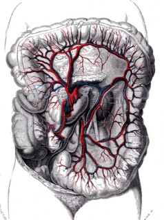 Anatomie descriptive