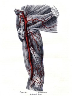 Artères du bras