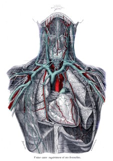 Superior vena cava and its branches
