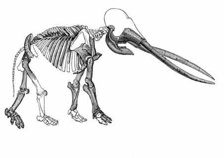 Mastodon skeleton from Torino, Italy