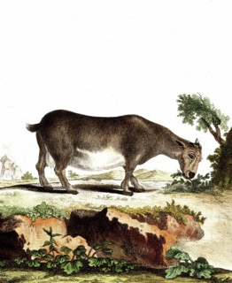 Chèvre naine