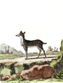 Lesser mouse-deer