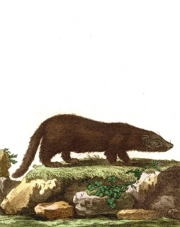 Mink