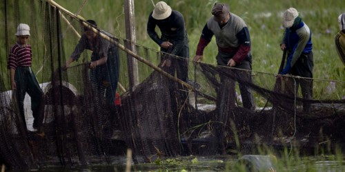 Pêcheurs du delta du Nil