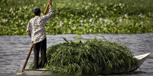 Transport des récoltes agricoles sur le delta du Nil