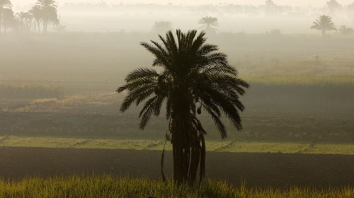 Paysage de la rive gauche de Louxor