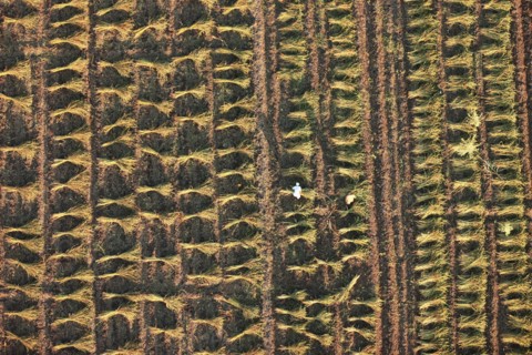 Scène de la vie quotidienne aux environs de Louxor