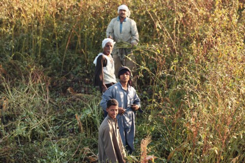 Scène de la vie quotidienne aux environs de Louxor