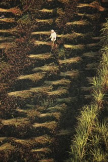 Scène de la vie quotidienne aux environs de Louxor