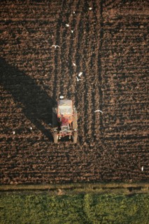 Scène de la vie quotidienne aux environs de Louxor