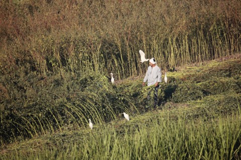 Scène de la vie quotidienne aux environs de Louxor