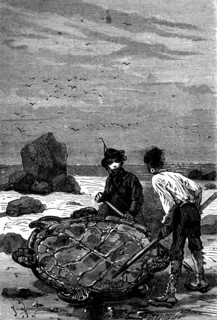 Illustration in  'Mysterious Island'