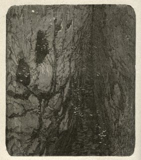 Illustration of "Toilers of the Sea", by Victor Hugo