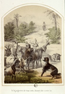 Les aventures de Robinson Crusoë, 1876
