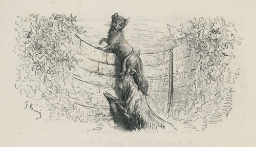 Fable "Le Renard et le Bouc"