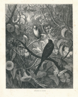 Fable "Philomèle et Phrogné"