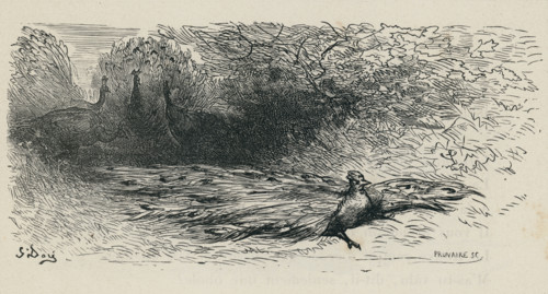 Fable "Le Geai paré des plumes du Paon"