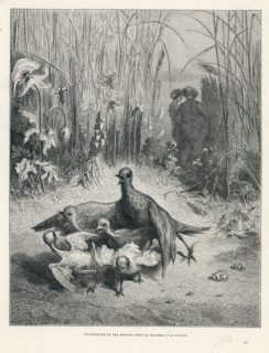 Fable "L'alouette et ses petits avec le maitre d'un champ"
