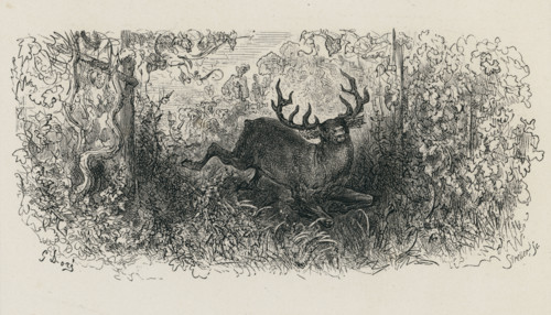 Fable "Le Cerf et la Vigne"