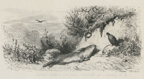 Fable "Le Lièvre et la perdrix"