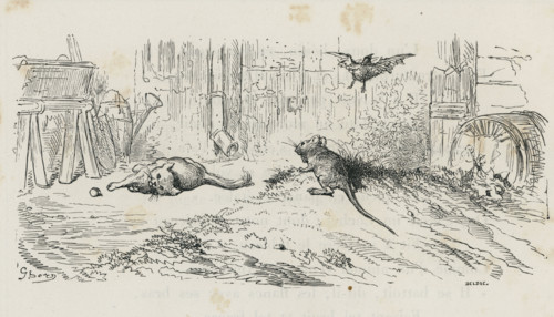 Fable "Le Cochet, le chat et le souriceau"