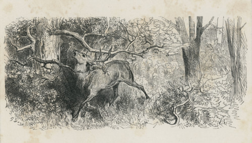 Fable "Le Cerf se voyant dans l'eau"