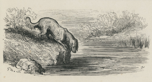Fable "Le Chien qui lâche sa proie pour l'ombre"