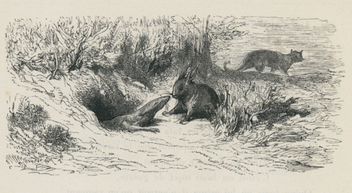 Fable "Le Chat, la belette et le petit lapin"