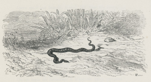 Fable "La tête et la queue du serpent"
