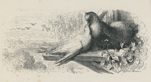 Fable "Les Deux pigeons"