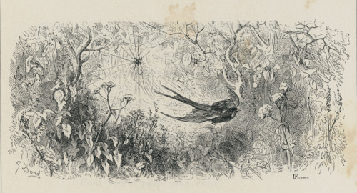 Fable "L'Araignée et l'hirondelle"