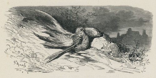 Fable "L'Oiseau blessé d'une flèche"