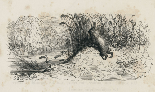 Fable "Le Lièvre et les grenouilles"