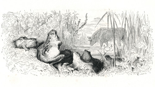 Fable "La Grenouille qui se veut faire aussi grosse que le boeuf"