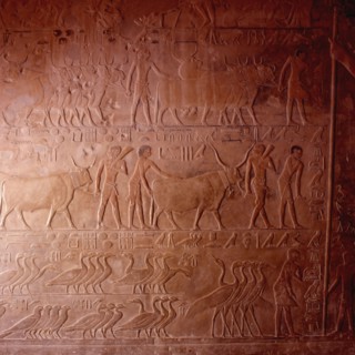 Saqqarah, Mastaba de Ptahhotep, scène de recensement des bovins et des oies des domaines du propriétaire de la tombe