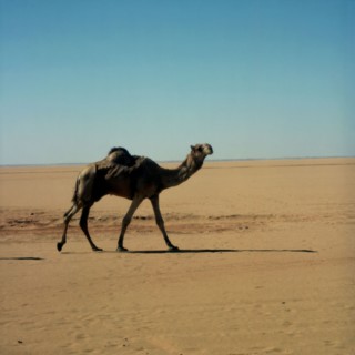 Dromadaire