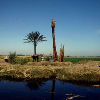 Irrigation of fields from a canal and a noria