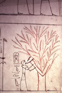 Vallée des Rois, Nout sycomore allaitant Pharaon