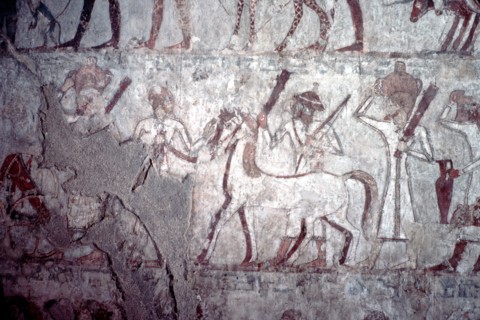 Horse