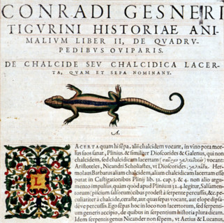 Conrad Gesner, Manuscrit "Historiae animalium", livre II : "Quadrupedipus oviparis"