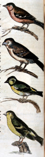Manuscrit de Mathurin -Jacques Brisson, "desseins originaux de l'ornitologie ou Méthode contenant la division des Oiseaux en ordres, sections, espèces et leurs variétés