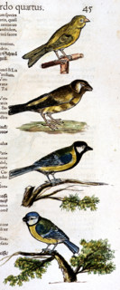 Manuscrit de Mathurin -Jacques Brisson, "desseins originaux de l'ornitologie ou Méthode contenant la division des Oiseaux en ordres, sections, espèces et leurs variétés