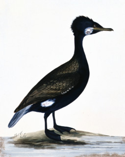 William Lewin, "The birds of Great-Britain, with their eggs, accurately figured"