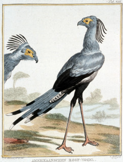 A. Vosmaer, recueil d'animaux rares, quadrupèdes, oiseaux et serpents, des indes Orientales et Occidentales