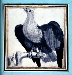 A. Vosmaer, recueil d'animaux rares, quadrupèdes, oiseaux et serpents, des indes Orientales et Occidentales