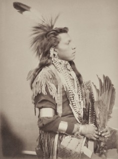 Portrait of 'Red Indian' White Swan