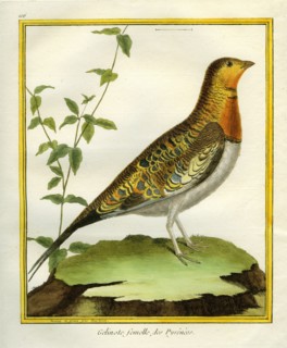 The Pintailed Sandgrouse, Female