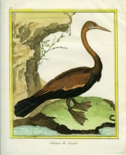 Senegalese Anhinga
