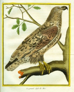 Le Grand Aigle de Mer