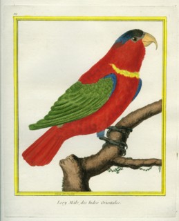 Lory Mâle des Indes Orientales